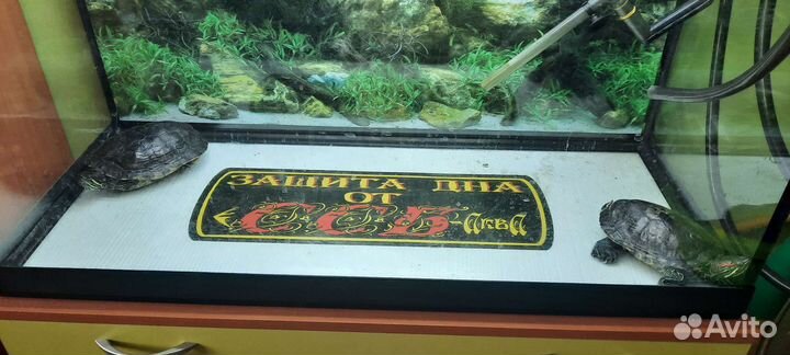 Черепашки водяные 2 шт