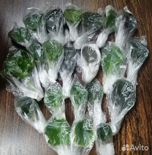 Срез листовых черенков сортовых фиалок