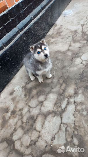 Щенки хаски