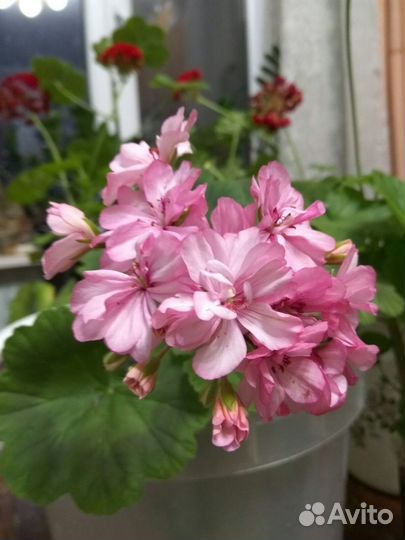 Пеларгонии сортовые