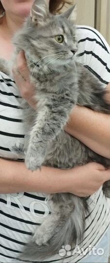 Кошечка в добрые руки