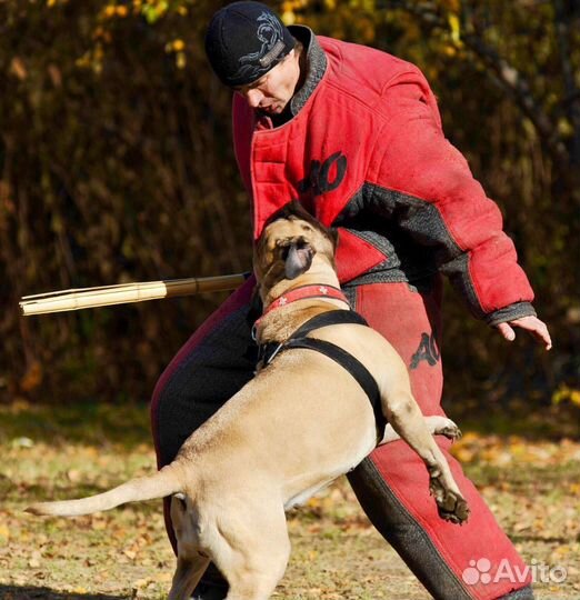Дрессировка собак (школа для владельцев собак)