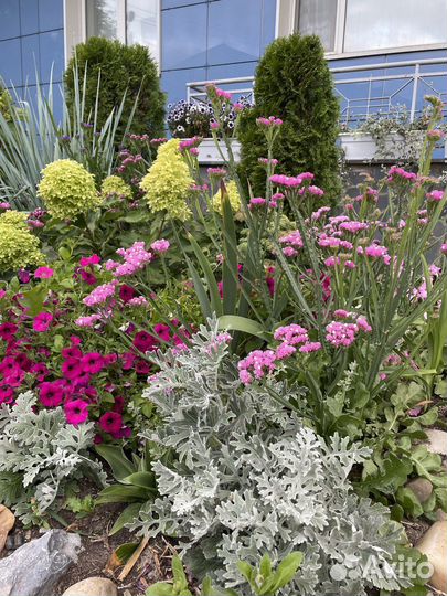 Элимус песчаный