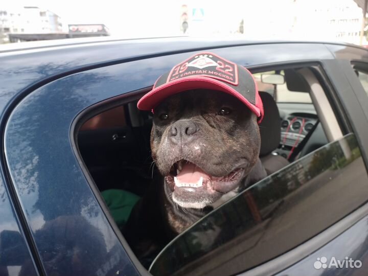 Американский булли