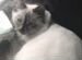 Кошка пушистая, белая сиамского раскраса