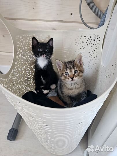 Отличные котята