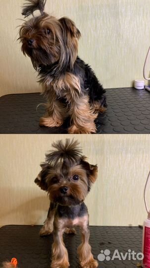 Груминг в Сарове