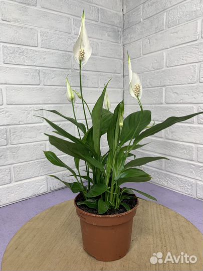 Спатифиллум