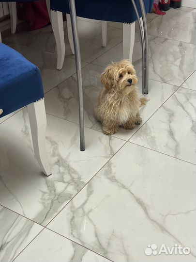 Мальтипу ф1 замечательный мальчик капучино