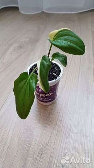 Дримиопсис вариегатный