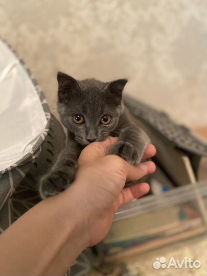 Британская кошка