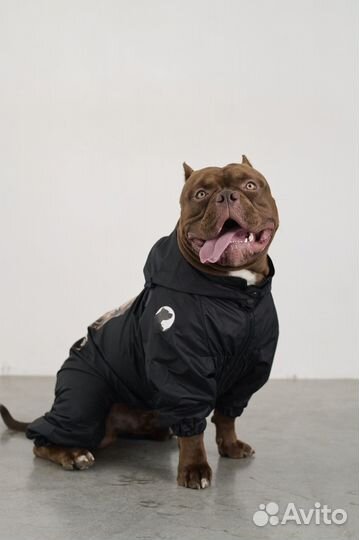 Одежда для собак Дождевик. Meo.pet