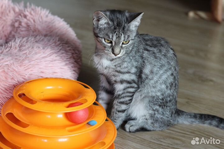 Кошечка 4 месяца