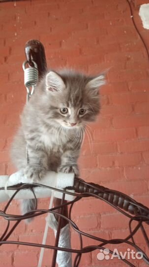 Мейн-кун котик