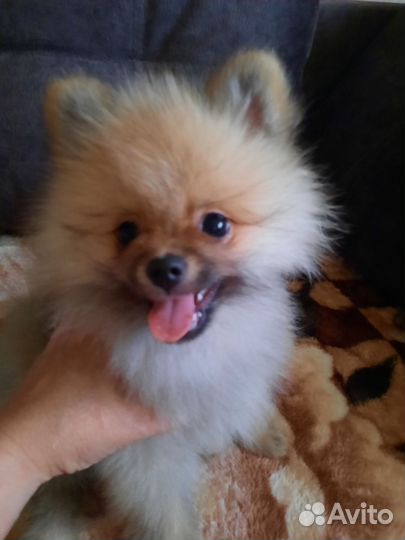 Щенки шпица