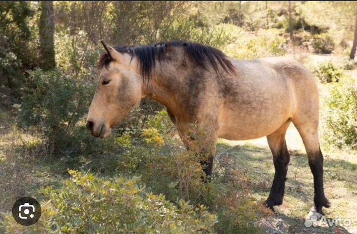 Лошадь башкирской породы