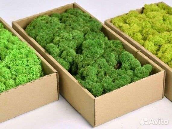 Стабилизированный мох,соты с мхом,картина из мха