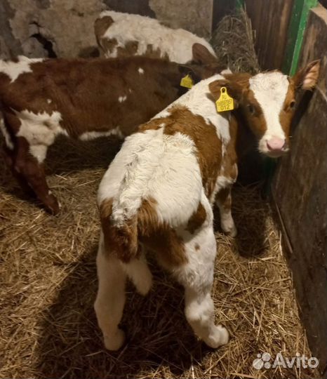 Телята бычки