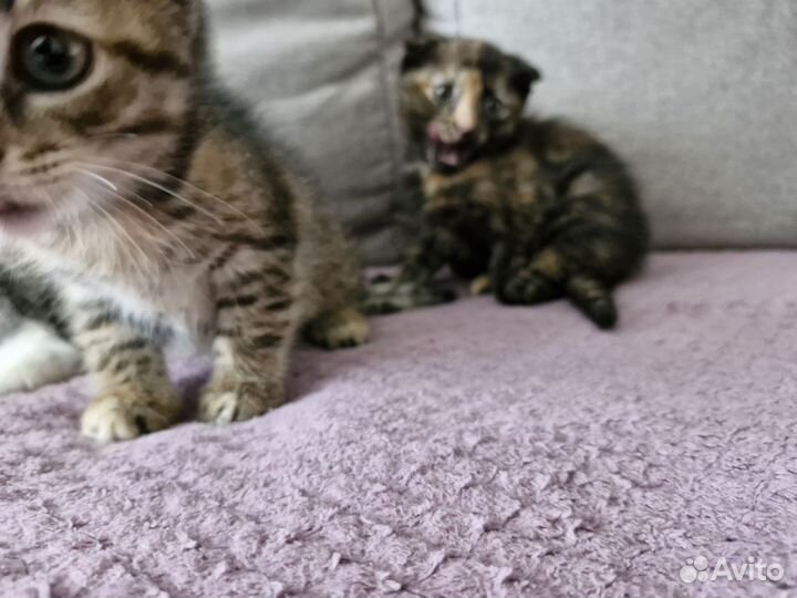 Отдаём в добрые руки котят