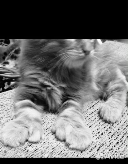 Детки мейнкунов