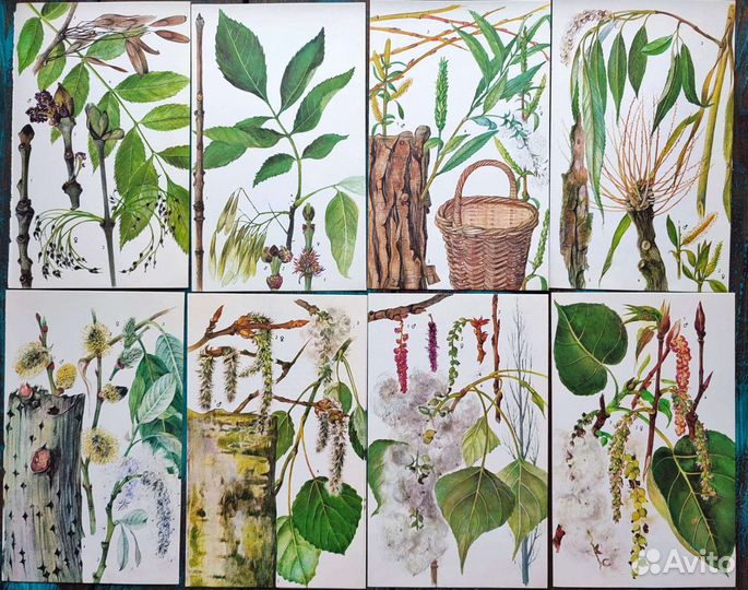 Ботанические иллюстрации деревья