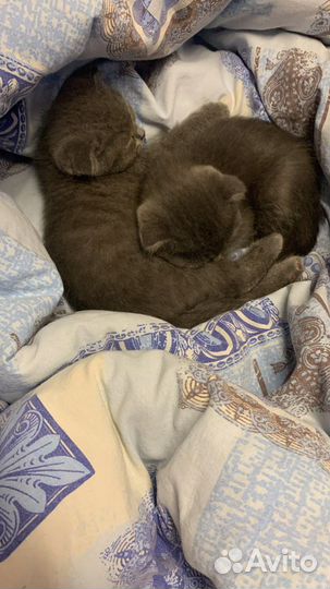 Британский вислоухий котята