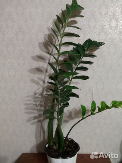 Замиокулькас