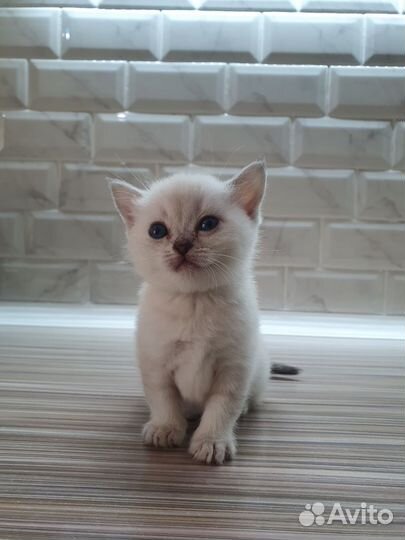 Британские котята
