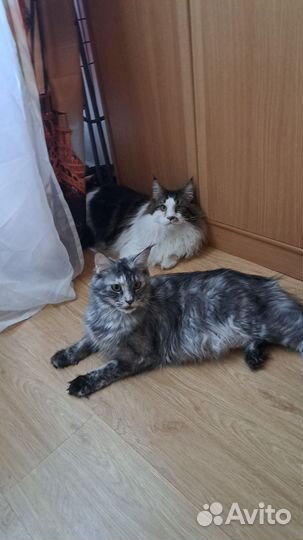 Котята мейн-кун