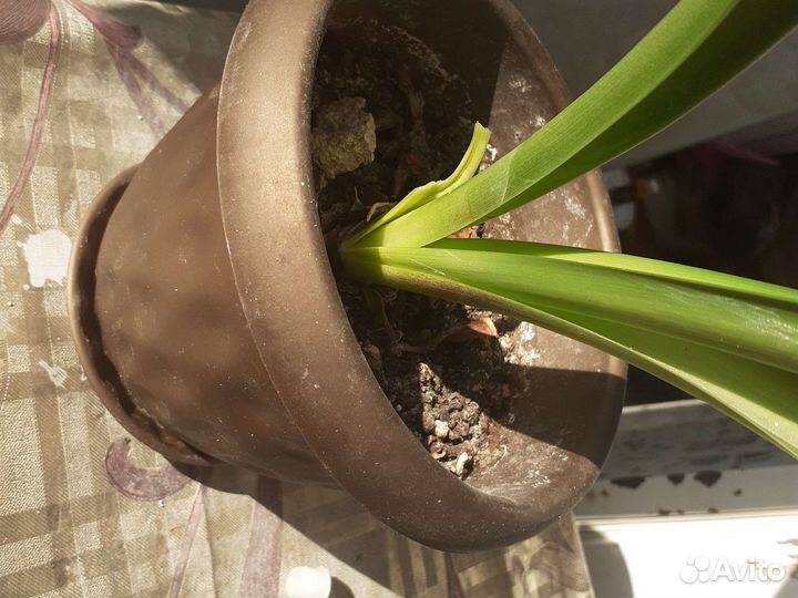 Гипиаструм