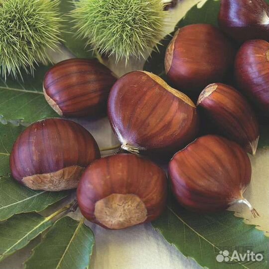 Саженцы каштана съедобного