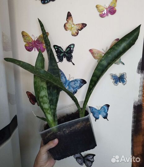 Сансевиерии Дракон Металлика