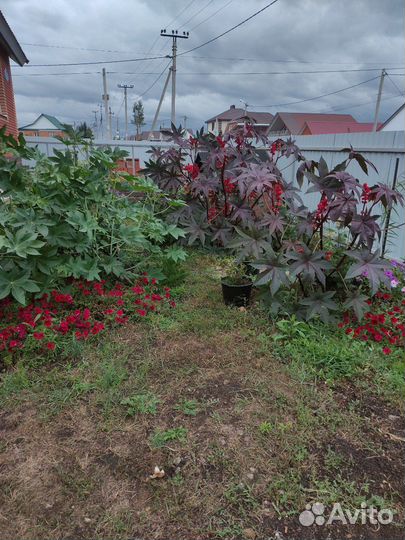 Клещевина рассада