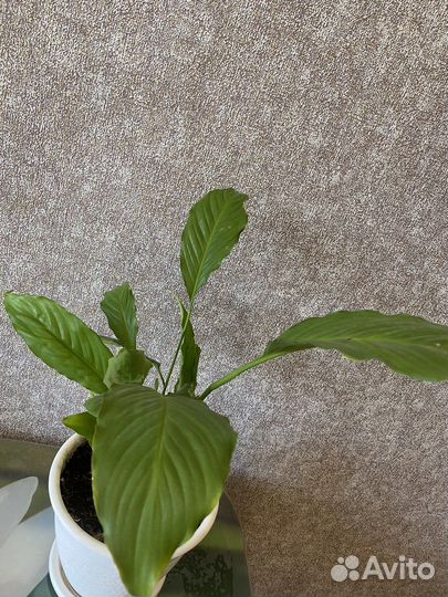 Спатифиллум