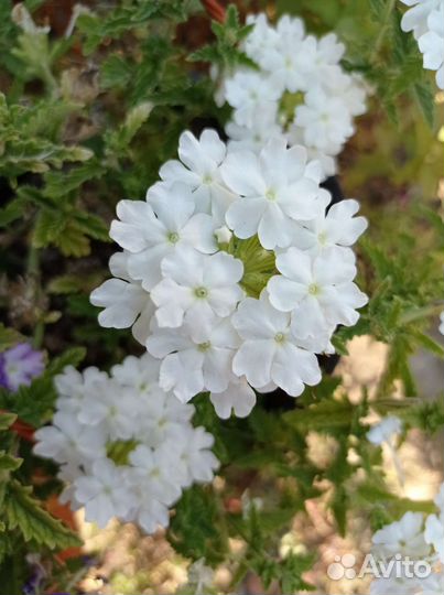 Вербена ампельная, вегетативная, коллизия