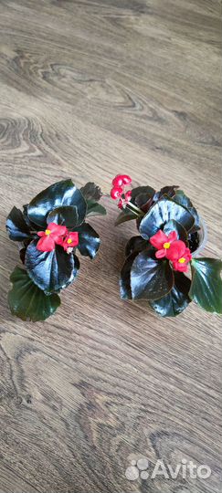 Бегония вечноцветущая