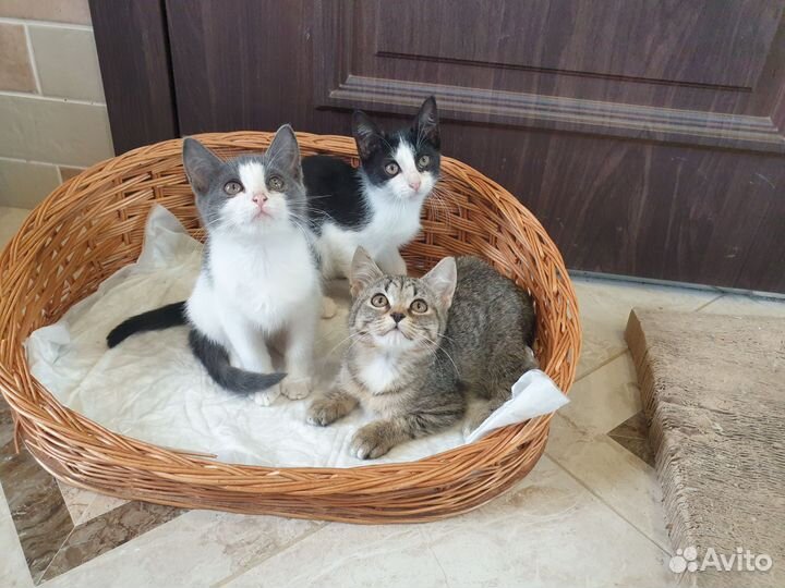 Отдам котят в добрые руки