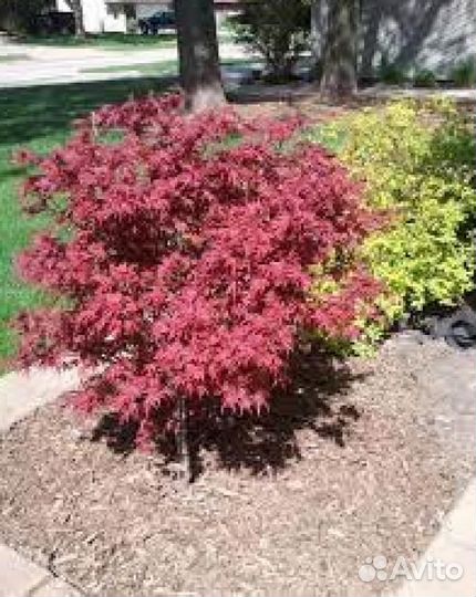 Клён веерный Пикси