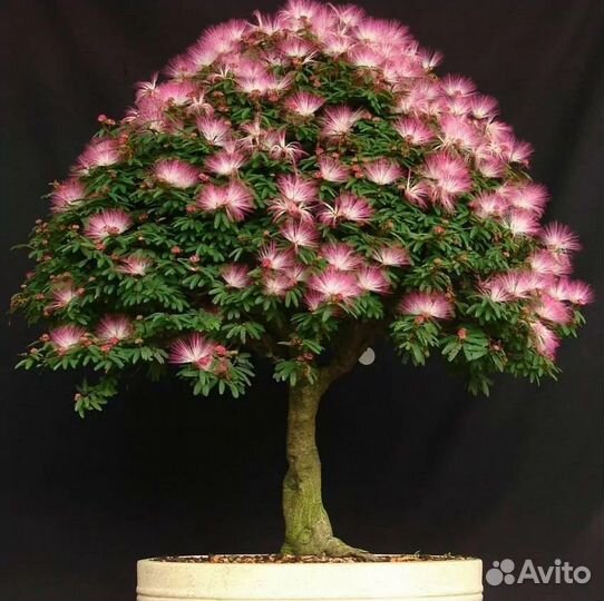 Альбиция Ленкоранская и Калькора, семена