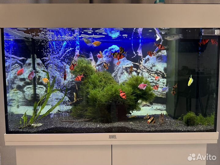 Аквариум juwel rio 150
