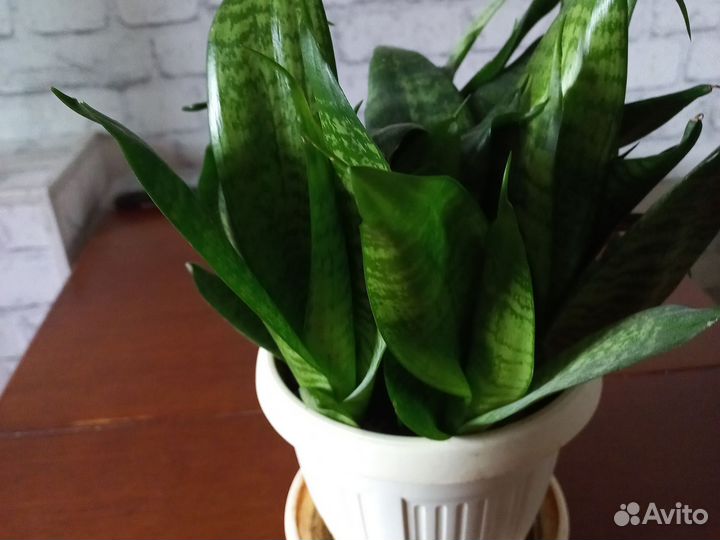 Сансевиерия