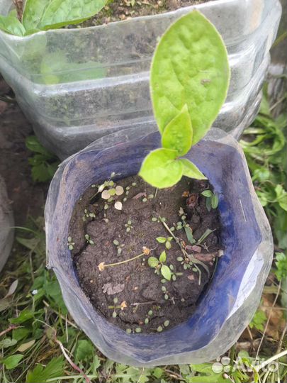 Лимонник китайский