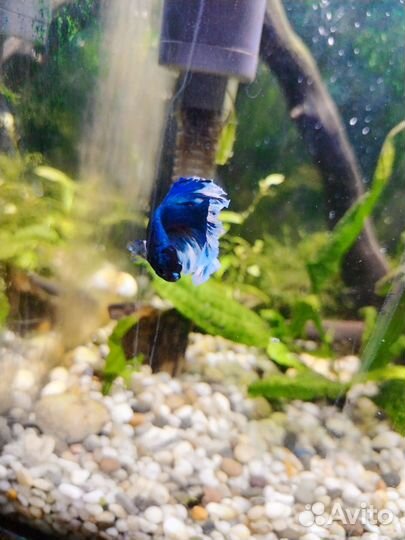 Рыбка петушок