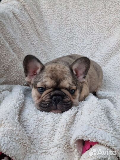 Французский бульдог