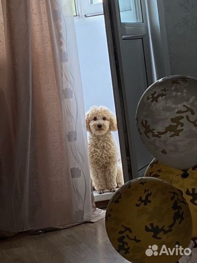 Вязка карликовый пудель