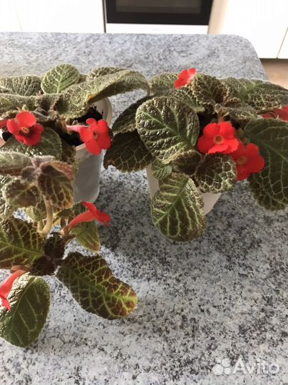 Цветы-эписция, пальма панданус