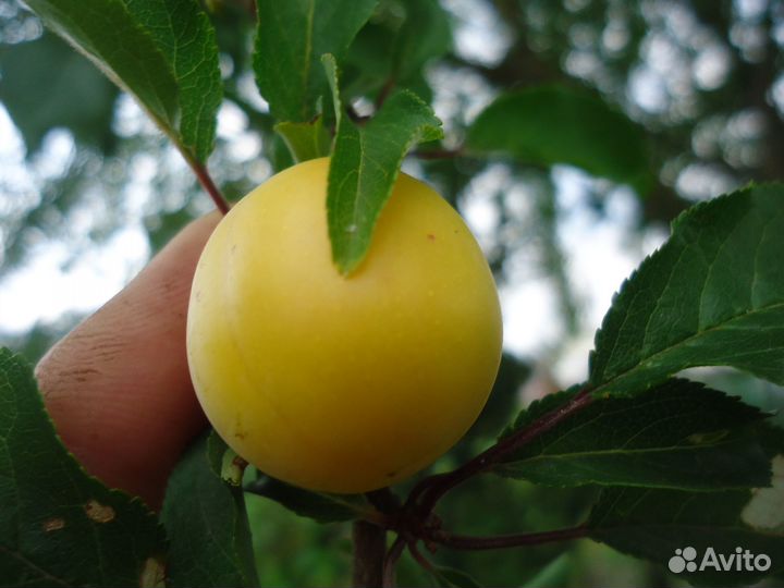 Алыча желтая