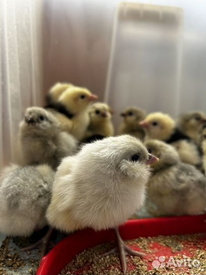 Цыплята инкубационное яйцо