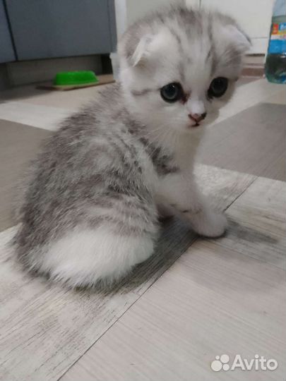 Шотландский вислоухий котёнок