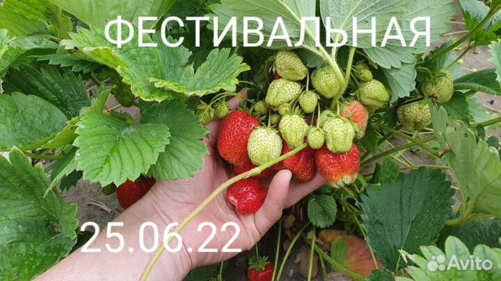 Рассада клубники